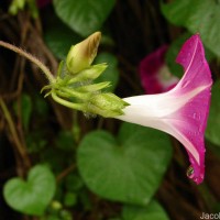 Ipomoea purpurea (L.) Roth